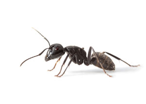 Ant