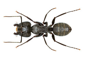 Carpenter Ant