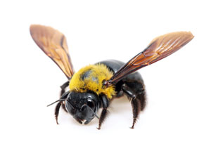 Carpenter Bee