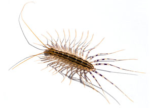 Centipede