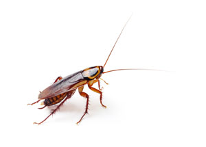 Cockroach
