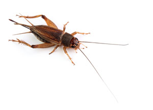 Cricket