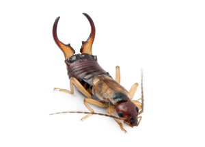 Earwig