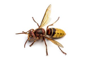 Hornet