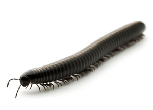 Millipede
