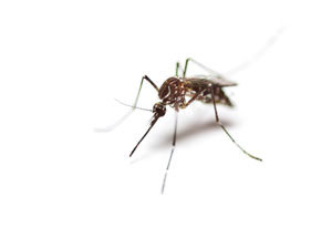 Mosquito