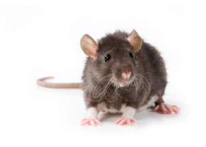 Rat