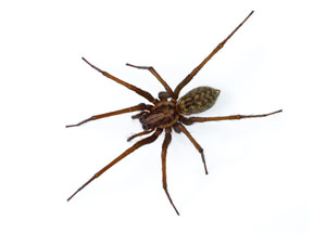 Spider