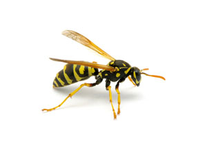 Wasp