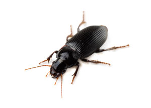 Beetle